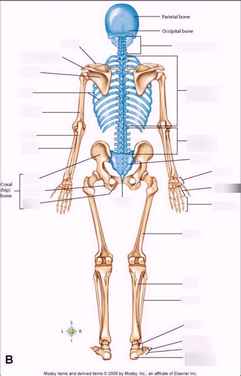 Appendicular Skeleton Posterior View Diagram Quizlet