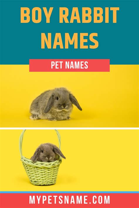 If Youre Bringing Home A Male Bunny Then The Following List Of Names