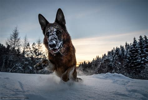 Download Wallpaper German Shepherd Snow Winter Dog Free Desktop