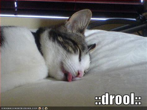 However, it can be concerning for you and stressful for your cat when drooling suddenly more often than not, however, a cat drooling in the car is nothing serious. From Beginning to End...and Back Again: Cool Mom