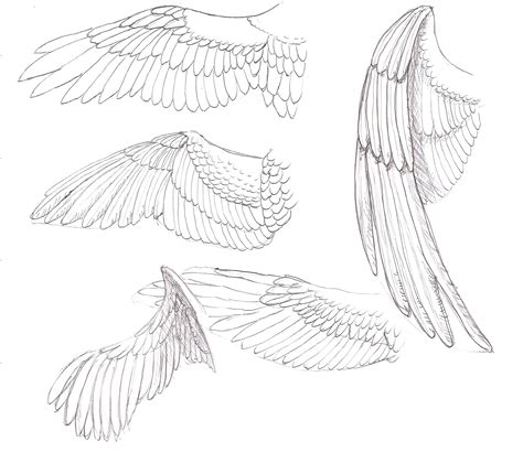Eagle Wings Sketch At Explore Collection Of Eagle