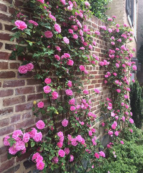 Climbing Perennial Roses Surrounds Landscape Architecture