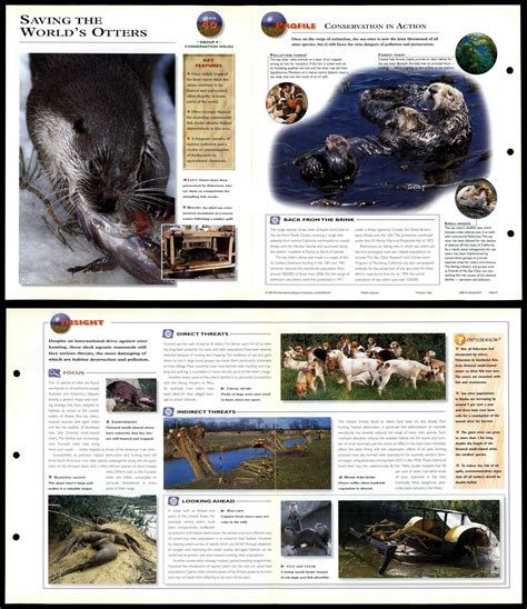 Saving The Worlds Otters 40 Conservation Wildlife Explorer Fold Out