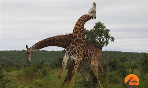 Watch These Two Giraffes Neck To Neck Fight Is Me And My Siblings In Quarantine Viral Bake