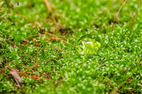Moss And Water Drops Stock Photo Image Of Macro Spring 39513674