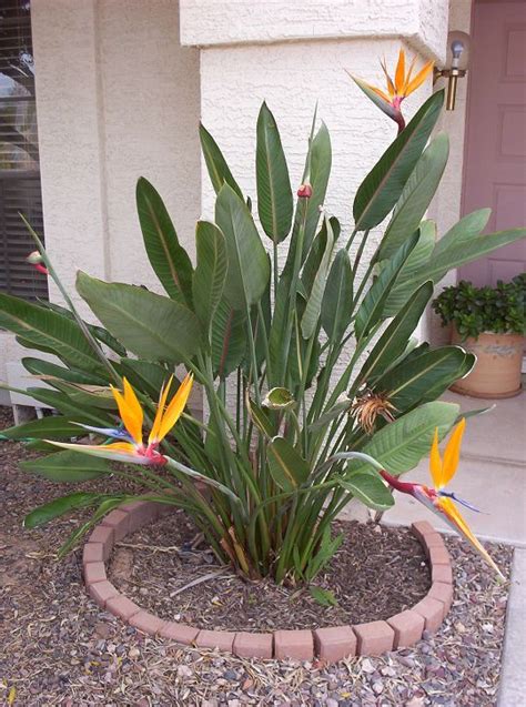 Growing The Tropical Bird Of Paradise Flower In Phoenix Arizona
