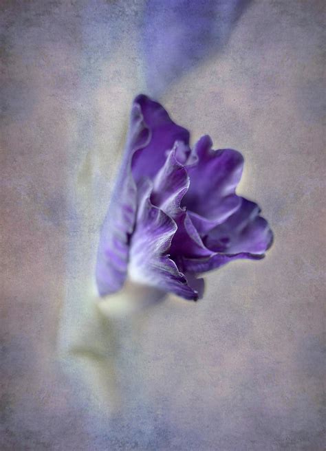 Gladiolus Flowering Bud Photograph By Jennie Marie Schell Pixels