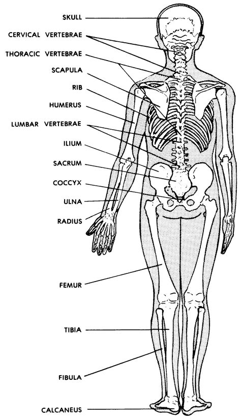 Major Bones In The Human Body Human Skeleton Coloring Page Medical
