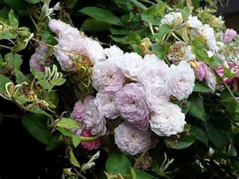 We did not find results for: Rosa 'Laure Davoust' | Plants, Garden, Rose garden
