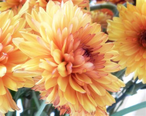 Top rated tricks to make your flowers last longer. How To Make Cut Chrysanthemums Last Longer - Flower Press