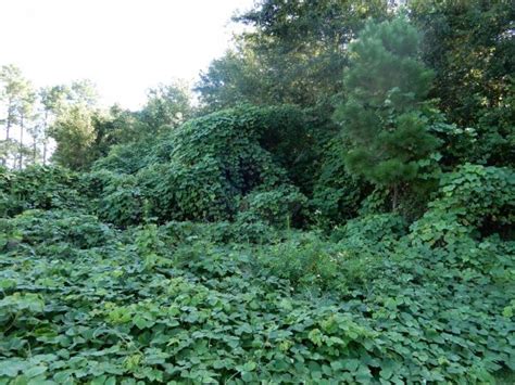 Five Facts Kudzu In Florida Research News