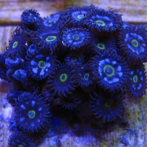 2 Pack Blue Flower Zoanthids Marine Zoa Coral Free Shipping