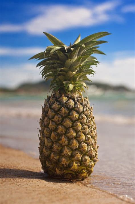Tropical Pineapple In The Sea On An Exotic Beach Stock Image Image