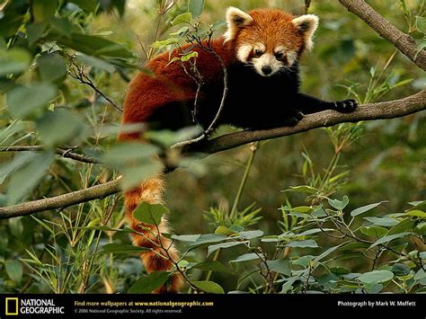 Red Panda In The Trees Endangered Cute Red Red Pandas Animals