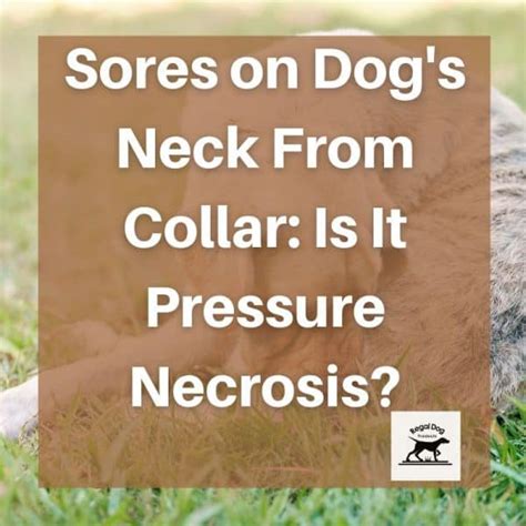 Sores On Dogs Neck From Collar Is It Pressure Necrosis
