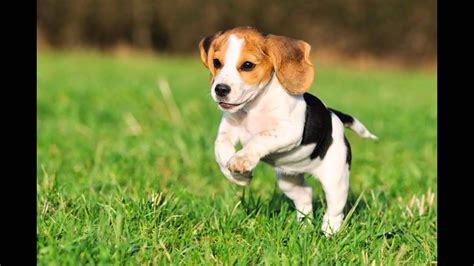 Rasy Psów Beagle Youtube