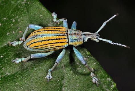 Fancy Weevil A Bugs Life Life Form Weevils Cool Bugs Beetle