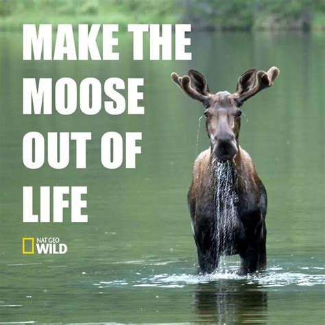 Moose Quotes Funny Moose Moose