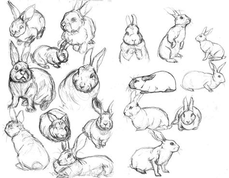 Rabbit Sketches By Ladyfiszi On Deviantart