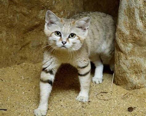 Anything And Everything Youve Ever Wanted To Know About Sand Cats