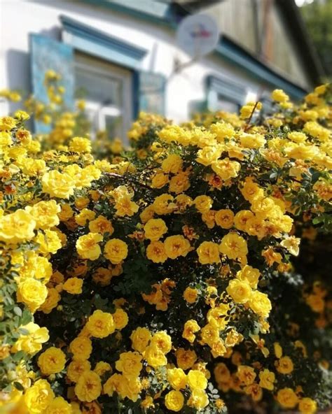 11 Stunning Yellow Flowering Bushes And Shrubs Low Maintenance