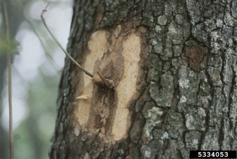 Dogwood Anthracnose Discula Destructiva On Flowering Dogwood Cornus