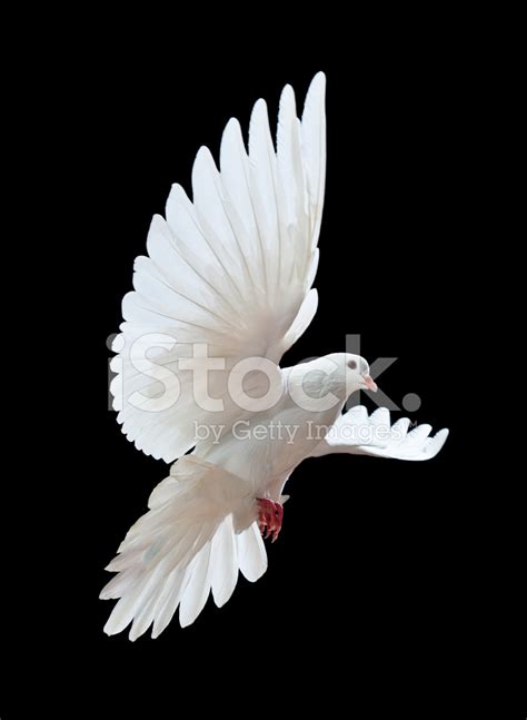 검은색 절연 무료 비행 흰 비둘기 스톡 사진 Freeimages