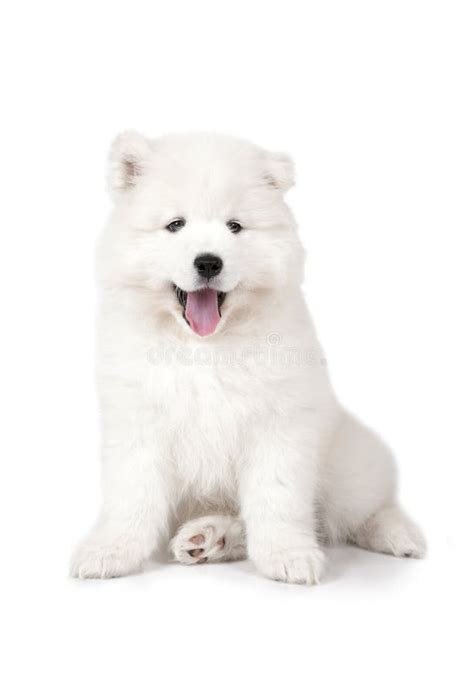8034 Samoyed Puppy Stock Photos Free And Royalty Free Stock Photos