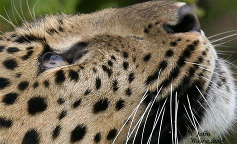 The Eye Of The Amur Leopard View At Original Photo Jw Photos At