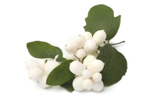 Branch Of Snowberry With Green Leaves Stock Photo Image Of Group