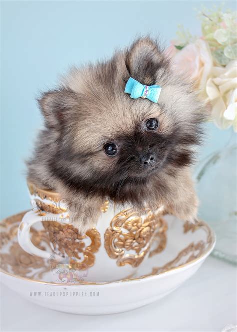White pomeranian puppies are our speciality! Beautiful gorgeous Pomeranian Puppies | Teacups, Puppies ...