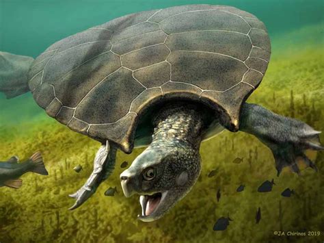 Gigantic Turtles Fought Epic Battles 10 Million Years Ago—and Have The
