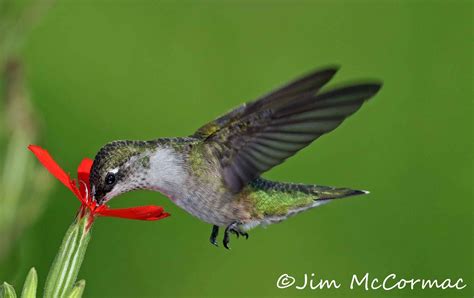 If you'd like to see them, hang a nectar feeder in your backyard and watch as they buzz. Ohio Birds and Biodiversity: Huffman Prairie, catchflys ...