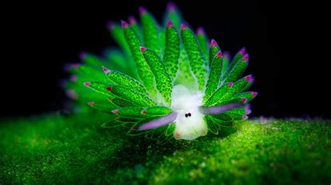 The leaf sheep nudibranch costasiella kuroshimae scubablog. Major Mike | Daily Pic (Sea Slug / Costasiella kuroshimae)