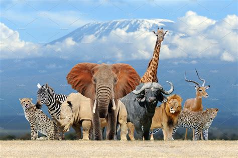 Group of African safari animals toge | High-Quality Animal Stock Photos ...