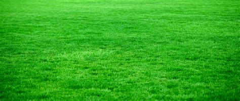 Wallpaper Grass Lawn Green Bright Green Grass Hd 1846928 Hd