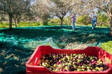 Olive Picking Time Stock Image Image Of Country Work 62603061