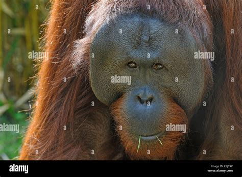 Bornean Orangutan Pongo Pygmaeus Pygmaeus Portrait Stock Photo Alamy