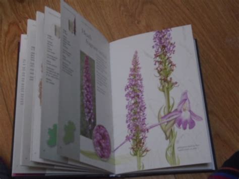 Irelands Wild Orchids A Field Guide By Sayers Brendan Sex Susan