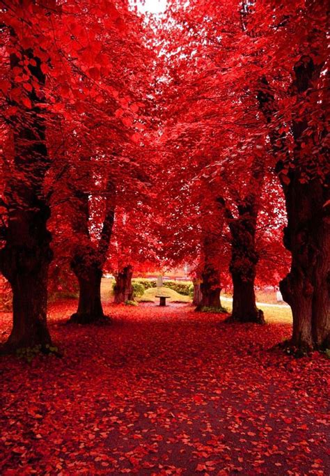 Beautiful Red Trees Growing During Fall Rearthpics