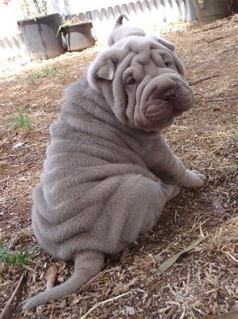 Lilac Shar Pei Puppy Shar Pei Puppies Wrinkly Dog Puppies