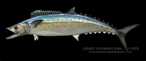 Cero Fish Mackerel Fish Mounts And Replicas By Coast To Coast Fish Mounts