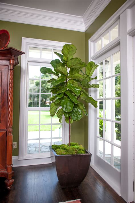 Ficus Lyrata Ficus Lyrata Fiddle Leaf Fig Tree Indoor Plants