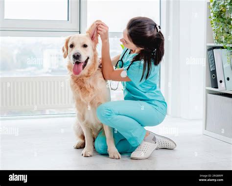 Ear Examination Of Golden Retriever Dog By Vet During Appointment In