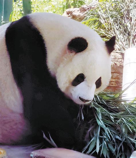 Wishes Pour In As Beijing Zoos Celebrity Panda Turns 8 Cn