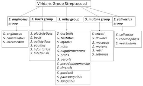 Figure 1 From Rapid Differentiation Of Pneumococci And Viridans Group