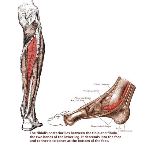 Tibialis Posterior Muscle Lower Leg Heel And Foot Pain The Wellness