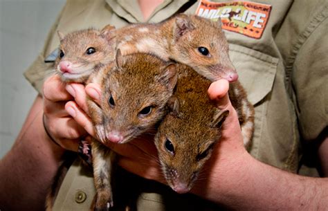 Litter Of Baby Quolls A Boost For Breeding Program Australian Geographic