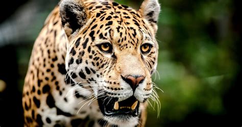 Jaguar Animal Wallpaper 4k
