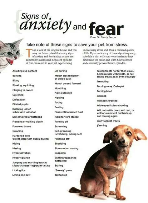 Handout Signs Of Anxiety And Fear Dog Doggies And Pet Care